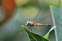 Brachydiplax sobrina