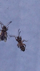 Pseudopachybrachius vinctus