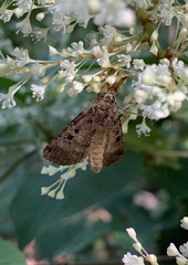 Xestia normanianus