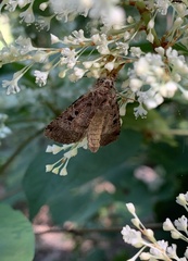 Xestia normanianus