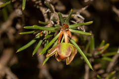 Hibbertia exasperata