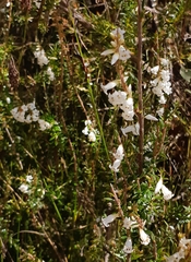 Epacris obtusifolia