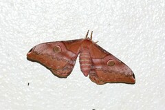 Saturniidae