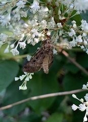 Xestia normanianus