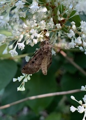 Xestia normanianus