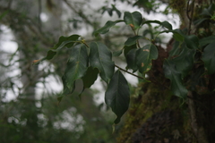 Quercus morii