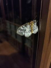 Pogonopygia nigralbata