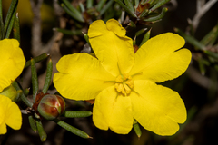 Hibbertia exasperata