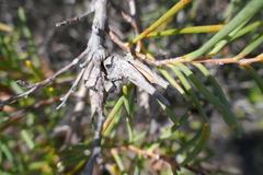 Hakea teretifolia