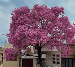 Handroanthus heptaphyllus