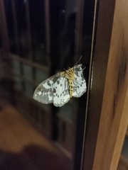 Pogonopygia nigralbata