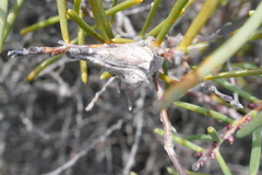 Hakea teretifolia