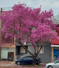Handroanthus heptaphyllus