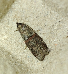 Acrobasis obliqua