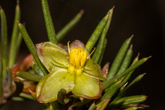 Hibbertia exasperata