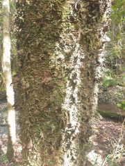 Araucaria cunninghamii