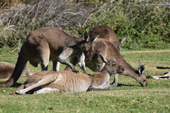 Macropus fuliginosus