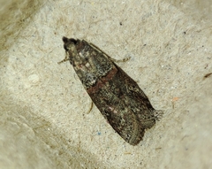 Acrobasis obliqua