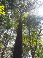 Allocasuarina torulosa