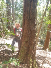 Allocasuarina torulosa