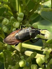Stomorhina xanthogaster