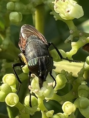 Stomorhina xanthogaster