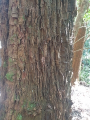 Allocasuarina torulosa