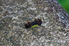 Limacodidae