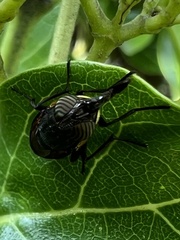 Stomorhina xanthogaster