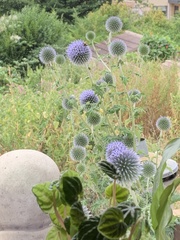 Echinops bannaticus