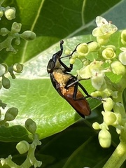Stomorhina xanthogaster