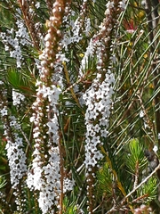 Epacris microphylla