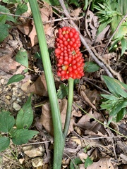 Arisaema dracontium