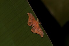 Saturniidae