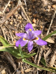 Moraea setifolia