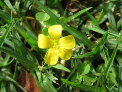 Oxalis corniculata