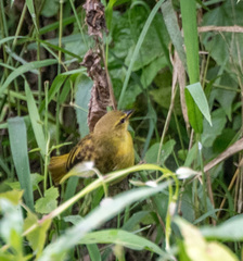 Ploceus castaneiceps