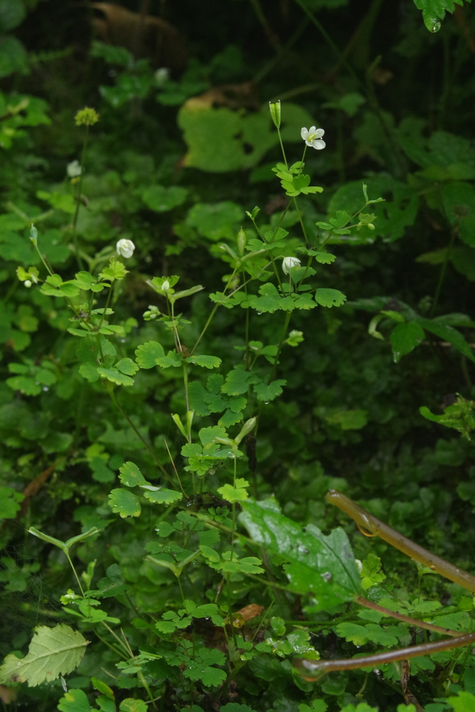 Dichocarpum adiantifolium