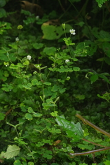 Dichocarpum adiantifolium