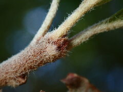 Sideroxylon lanuginosum