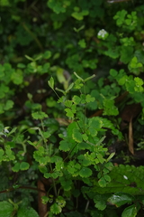 Dichocarpum adiantifolium