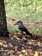 Nucifraga caryocatactes