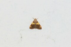 Rehimena phrynealis