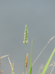 Anthoxanthum odoratum