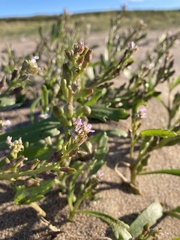 Cakile edentula edentula