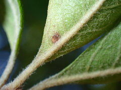 Sideroxylon lanuginosum