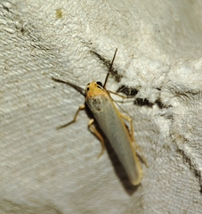 Eilema complana
