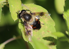 Eristalis anthophorina