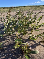 Cakile edentula edentula