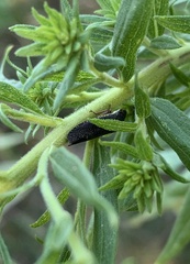 Paraulacizes irrorata